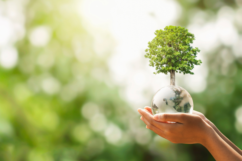 Hands holding a globe with a tree, highlighting the importance of conserving natural resources for the environment.