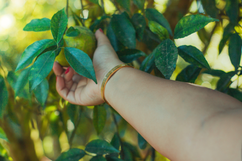A woman picks organic fruit from a lush tree, reflecting organic farming that avoids synthetic pesticides and genetically modified crops.