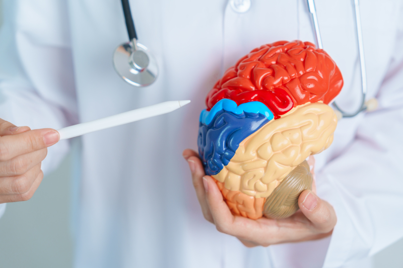 A doctor pointing to a brain model shows that Alzheimer’s disease affects brain function.